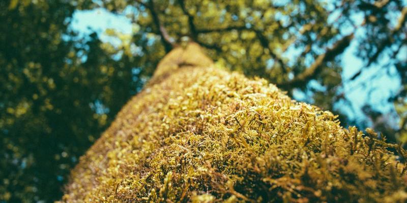 Air Jordan 95:跨越时代的复刻传奇,篮球鞋文化的永恒符号