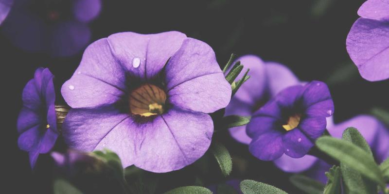 Air Jordan 与当代NBA球星签名鞋终极对决：科技、潮流与市场影响力的巅峰之战